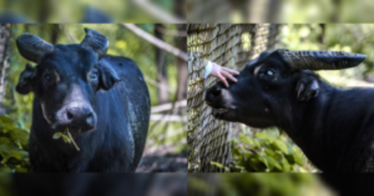 Lone captive-bred tamaraw bids farewell at 21