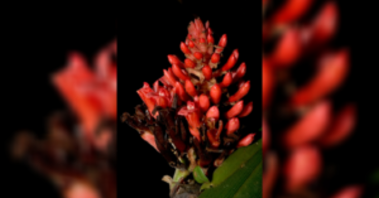 FEU professor leads discovery of new-found species