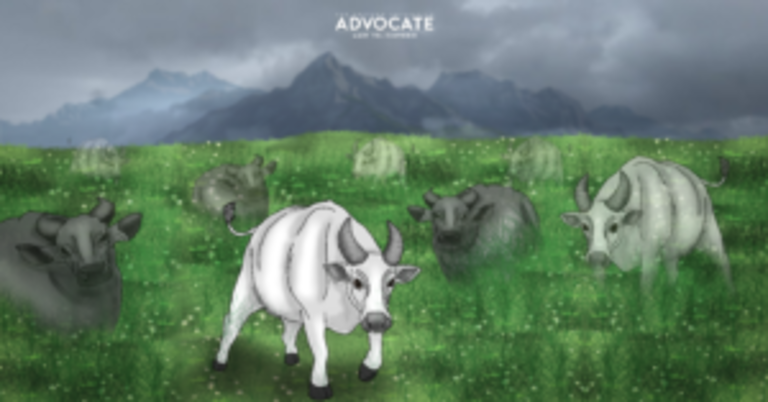 Tamaraw Month: A Call for Rescue