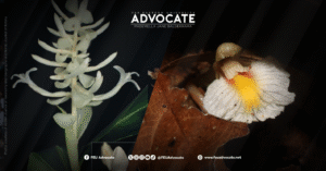 FEU taxonomists lead 2 new ginger species discovery